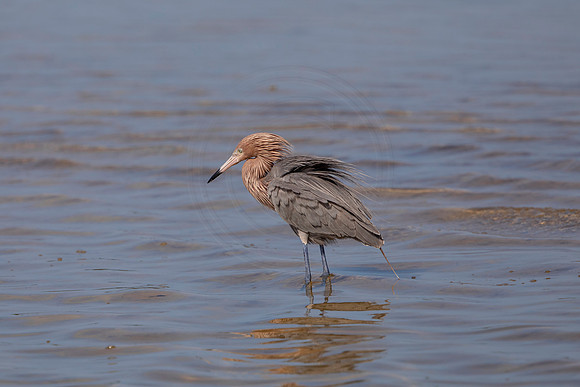 115 reddish egret (6F3A6382) April 15, 2021