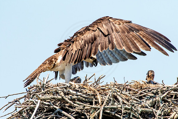 Osprey in Crown Point