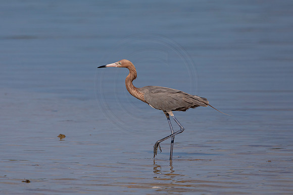 110 reddish egret (6F3A6368) April 15, 2021