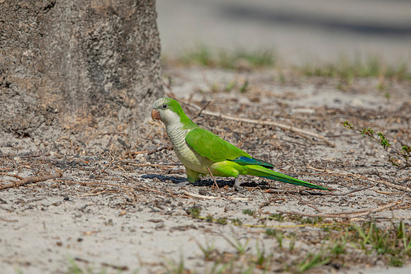 1236 monk parakeet (6F3A5835) April 18, 2021