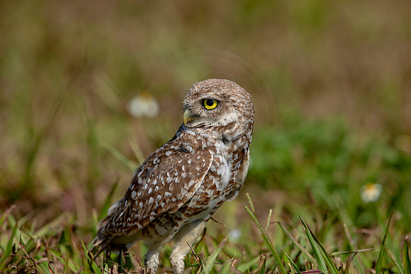 905 burrowing owl (6F3A2410) April 17, 2021