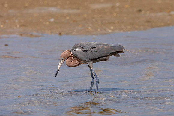 190 reddish egrets (6F3A6812) April 15, 2021