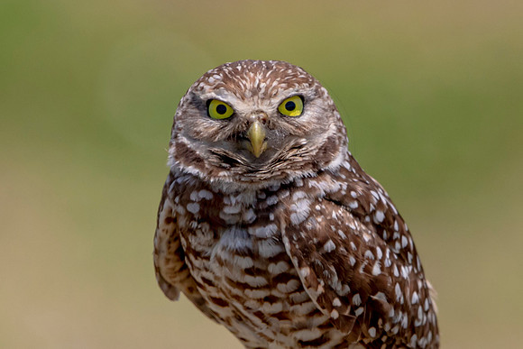 735 burrowing owl (6F3A1413) April 17, 2021
