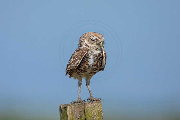 930 burrowing owl (6F3A2537) April 17, 2021
