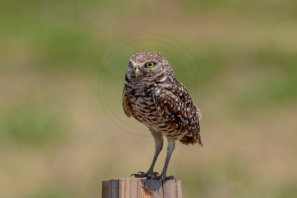 732 burrowing owl (6F3A1410) April 17, 2021