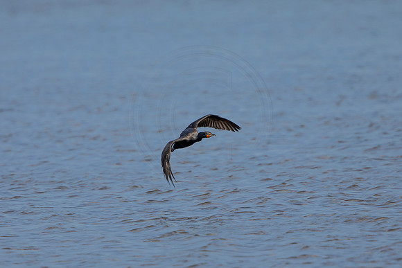 230 cormorant (6F3A7175) April 15, 2021