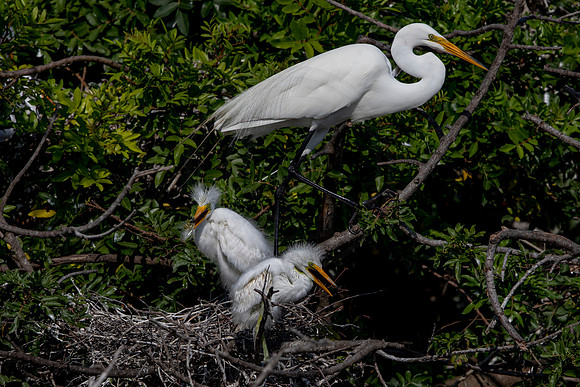 1095 egrets (6F3A4049) April 18, 2021