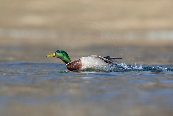 315 mallard (AF3A4758) March 20, 2021