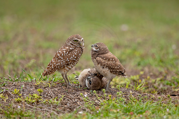 58 burrowing owl (6F3A1677) April 21, 2021