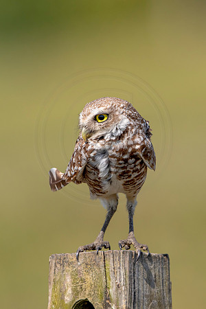 883 burrowing owl (6F3A2241) April 17, 2021
