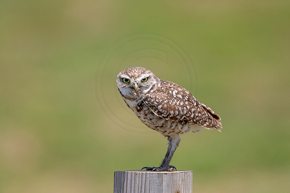 741 burrowing owl (6F3A1468) April 17, 2021