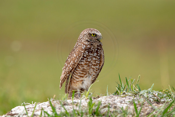 682 burrowing owl (6F3A1125) April 17, 2021