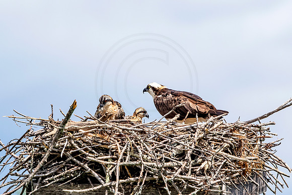 Osprey in Crown Point