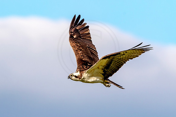 Osprey in Crown Point