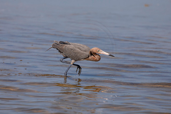 108 reddish egret (6F3A6358) April 15, 2021