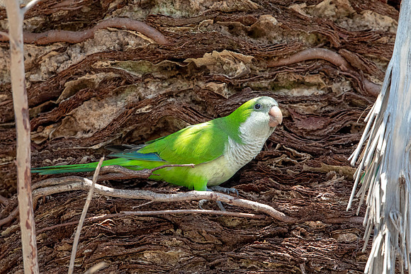 1174 monk parakeet (6F3A4845) April 18, 2021