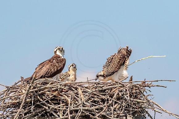 Osprey in Crown Point
