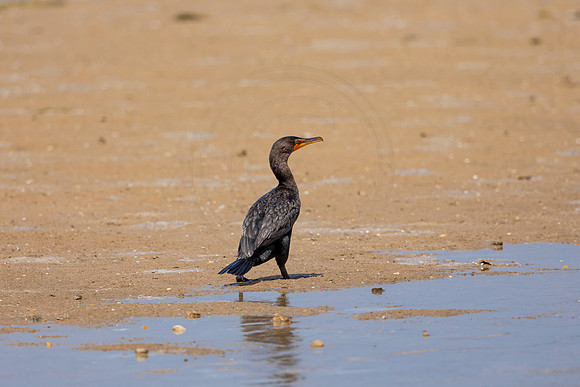 229 cormorant (6F3A7168) April 15, 2021