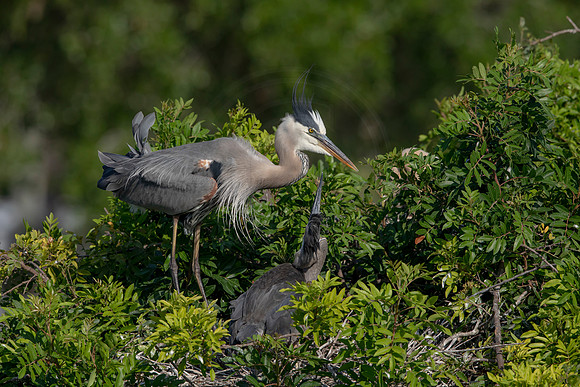 973 gbh (6F3A2932) April 18, 2021