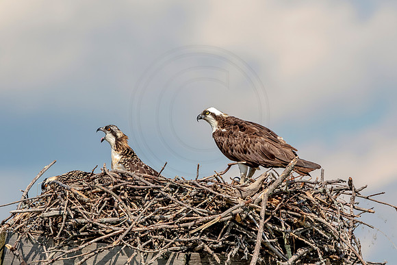 Osprey in Crown Point