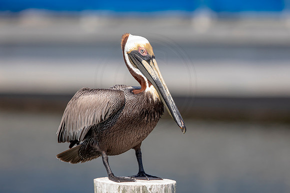 409 pelican (6F3A8624) April 15, 2021