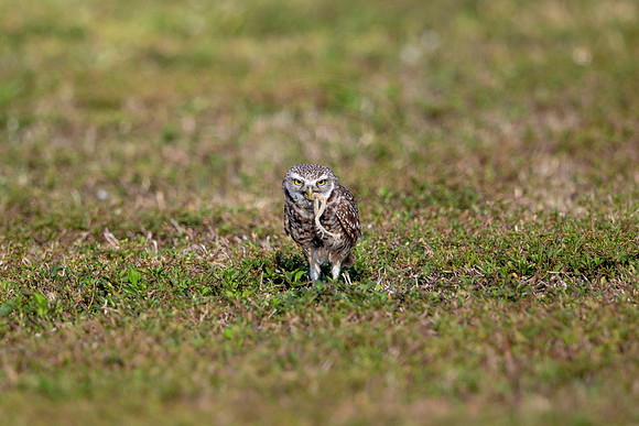 569 burrowing owl (6F3A0167) April 17, 2021