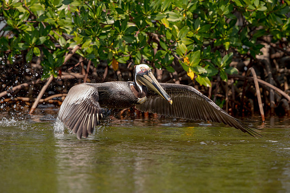 427 pelican (6F3A8727) April 15, 2021