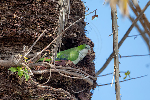 1220 monk parakeet (6F3A5528) April 18, 2021