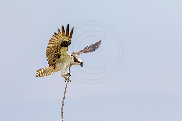Osprey in Crown Point