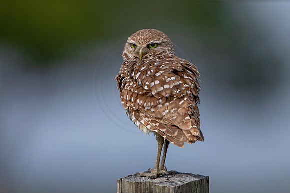 606 burrowing owl (6F3A0413) April 17, 2021