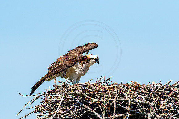 Osprey in Crown Point