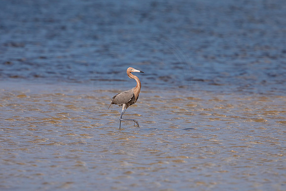 83 reddish egret (6F3A6071) April 15, 2021