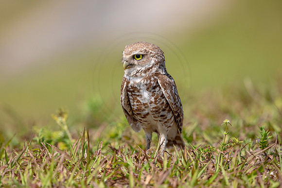 870 burrowing owl (6F3A2145) April 17, 2021