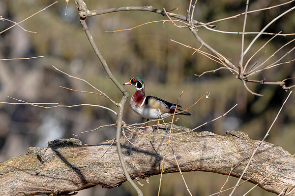 311 wood duck (AF3A4673) March 20, 2021
