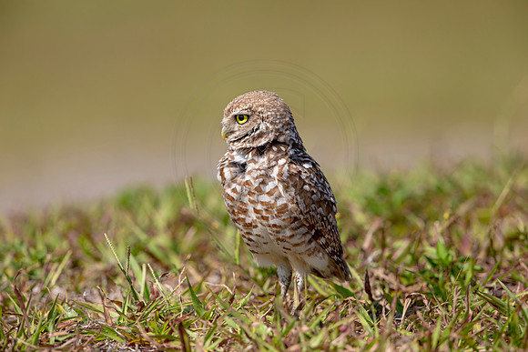 878 burrowing owl (6F3A2227) April 17, 2021