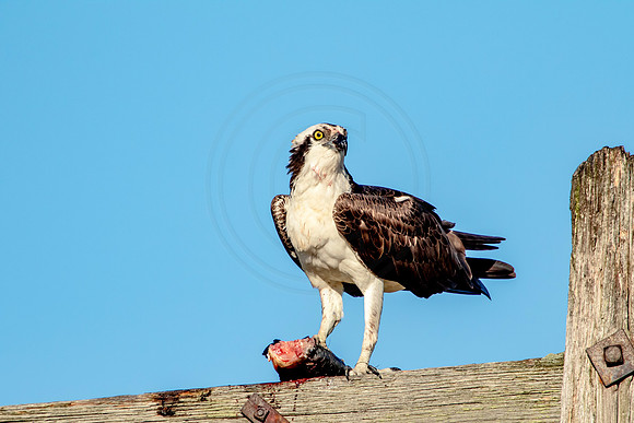 Osprey in Crown Point