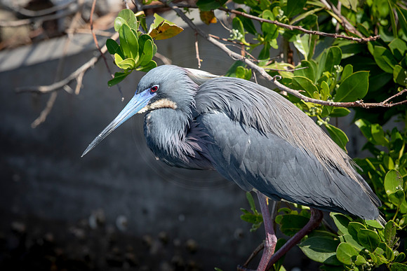 213 little blue heron (6F3A7000) April 15, 2021