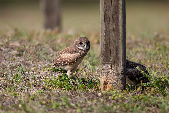 1250 burrowing owl (6F3A5949) April 18, 2021