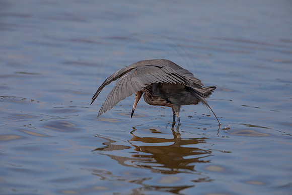 97 reddish egret (6F3A6136) April 15, 2021