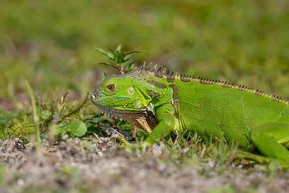 472 iguana (6F3A8953) April 15, 2021