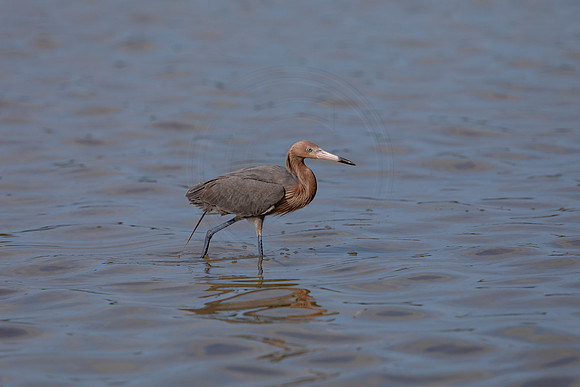 89 reddish egret (6F3A6110) April 15, 2021