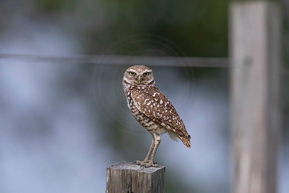 593 burrowing owl (6F3A0351) April 17, 2021