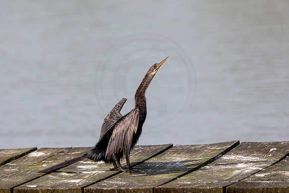 552 cormorant (6F3A9808) April 16, 2021