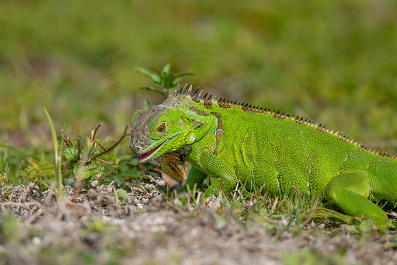 473 iguana (6F3A8957) April 15, 2021