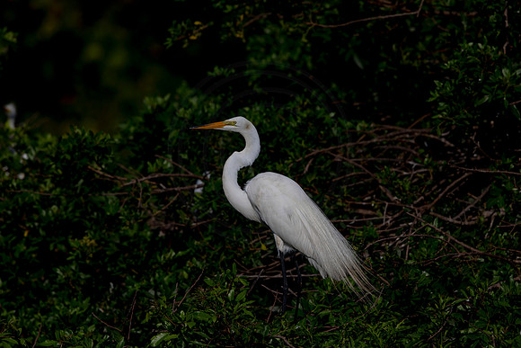1004 egret (6F3A3284) April 18, 2021