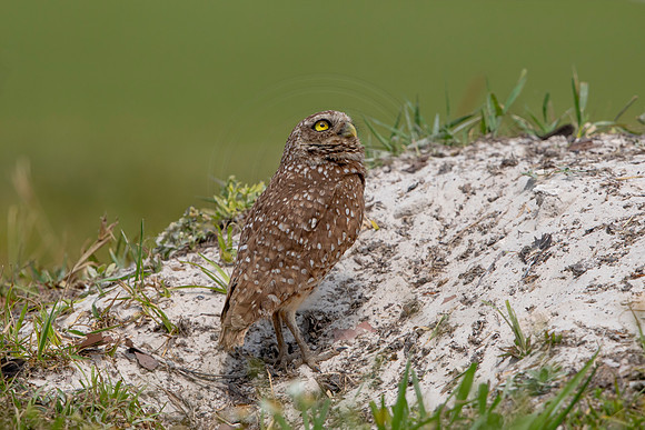 676 burrowing owl (6F3A1089) April 17, 2021