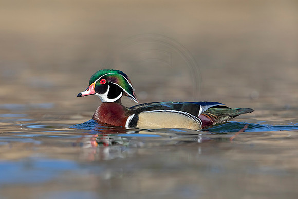 279 wood duck (AF3A4511) March 20, 2021