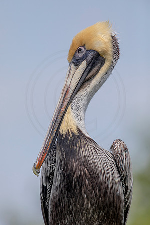 332 pelican (6F3A8234) April 15, 2021