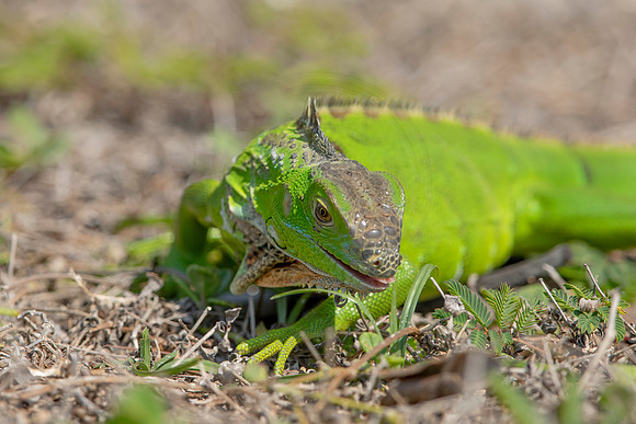 462 iguana (6F3A8925) April 15, 2021