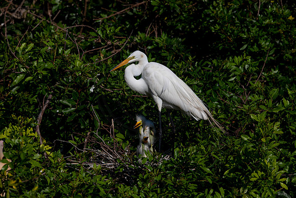 962 egret (6F3A2851) April 18, 2021